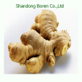 2015 Agricultural Crops Fresh Ginger